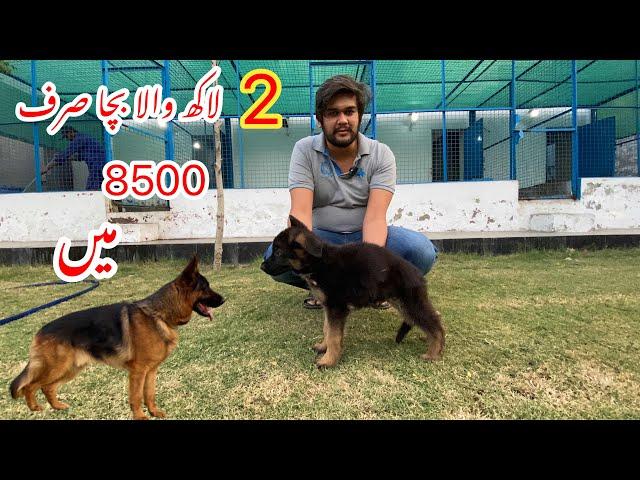 2 Lakh Wala Puppy etna Sasta / German Shepherd Puppy / Vom Team Friends