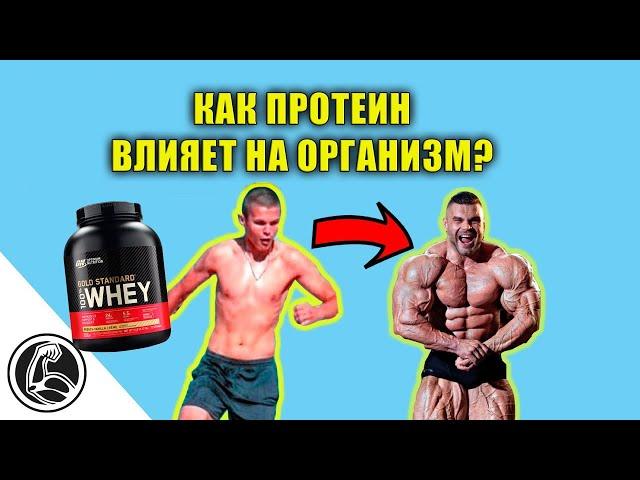 ПРОТЕИН - ЧТО ЭТО? КАКОЙ РЕАЛЬНЫЙ ЭФФЕКТ ПОСЛЕ ПРИЁМА?