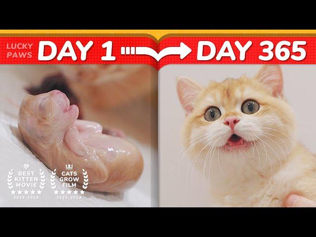 Cat Hater's Nightmare! - How Kittens Grow Up 0-365 Days