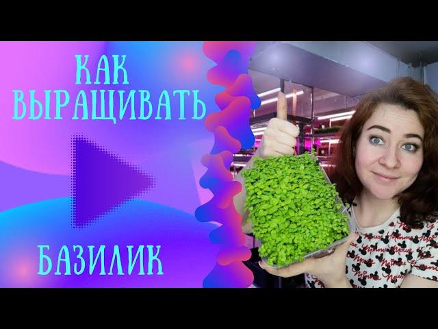 Как выращивать базилик на #микрозелень и #бебизелень секреты и #лайфхаки особенности выращивания