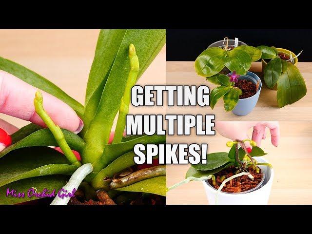 Phalaenopsis Orchids - How I get multiple flower spikes! 