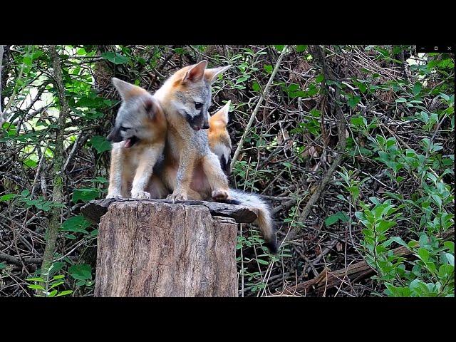 Three gray fox kits on a tall stump - 12Jun24