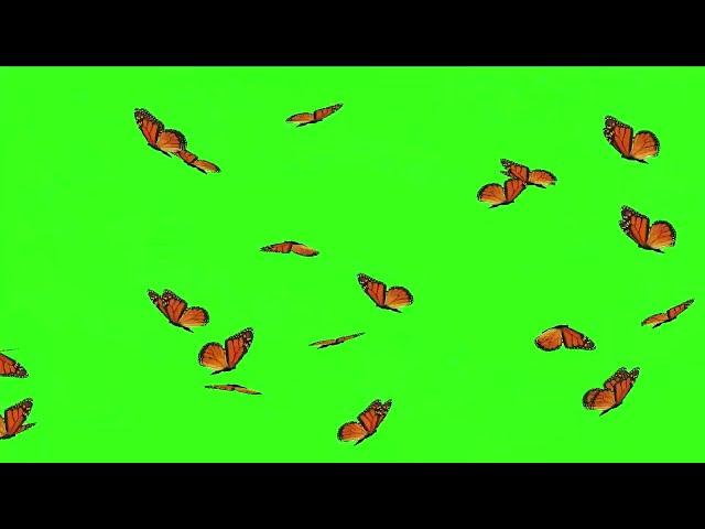 Butterfly Effect Green Screen