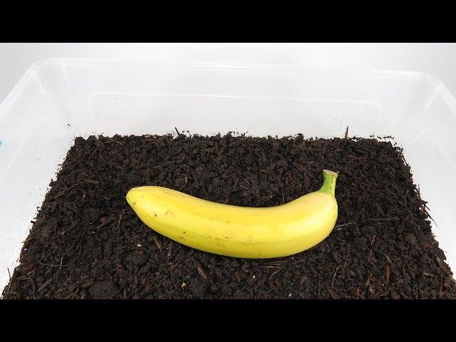 Worms VS Banana. Timelapse