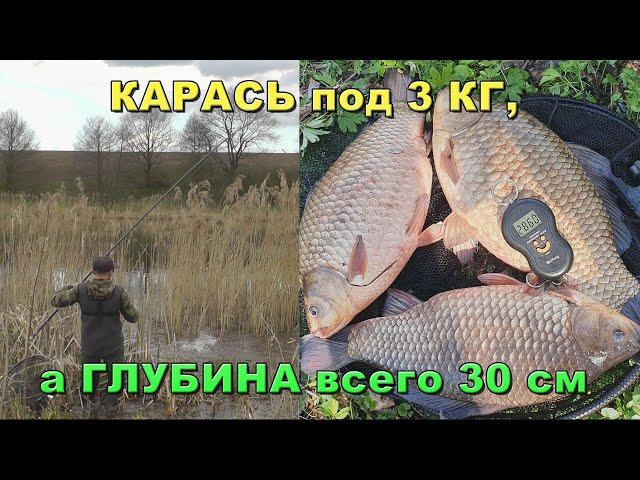 Я таких карасей еще не ловил! Охота на карася под 3кг