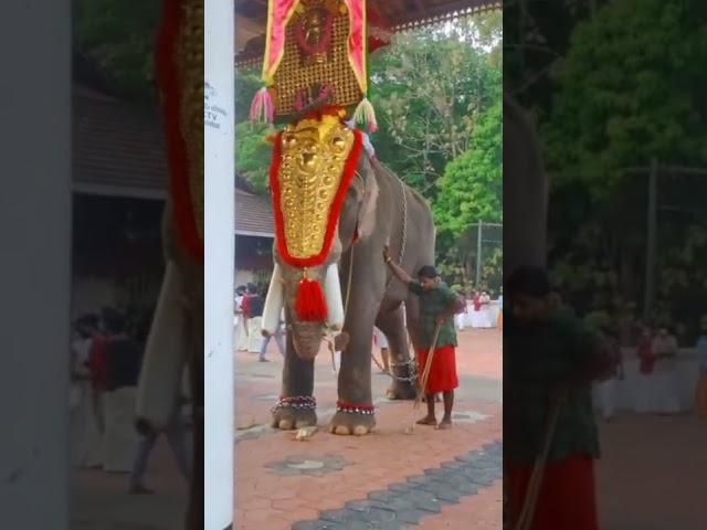 Vailassery Arjunan️ @Vailassery Pooram 2022️