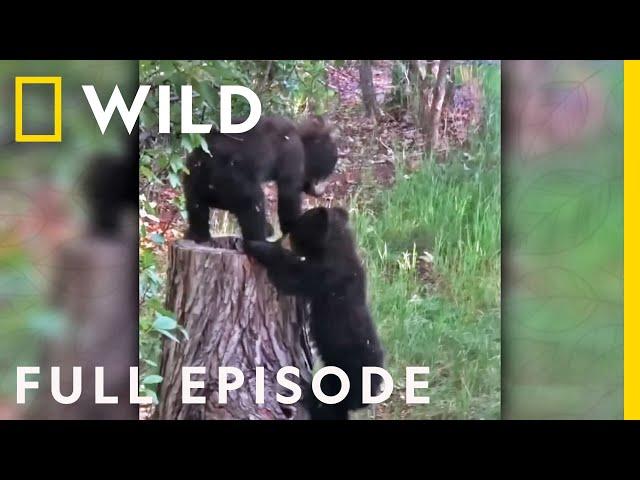 Bear Cubs Play Hide and Seek (Full Episode) | America's Funniest Home Videos