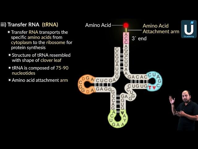 Structure of transfer RNA - Biology - Ucademy E Learning App