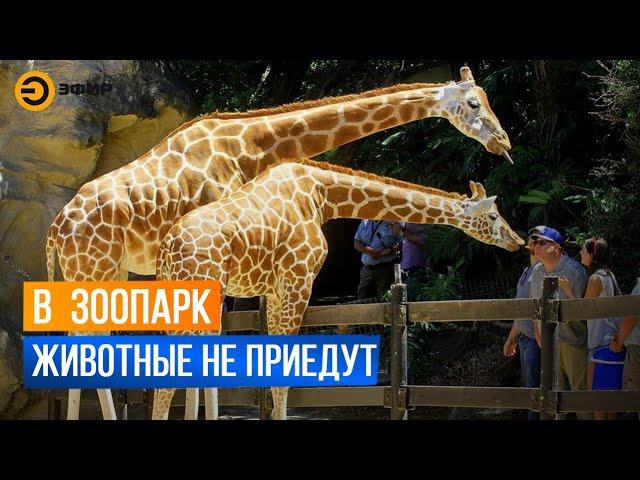 В Казань не могут добраться черные носороги, слоны и пятиметровые жирафы