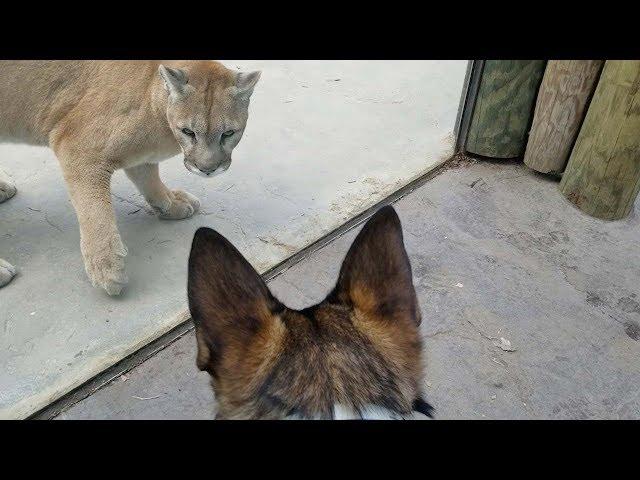 Cougar Tries To Attack Dog Standing Behind Glass