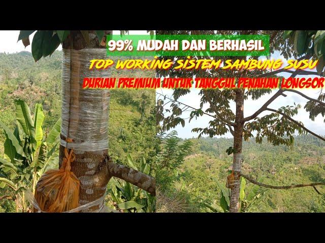 CARA TOP WORKING DURIAN LOKAL BESAR TANPA MENEBANG