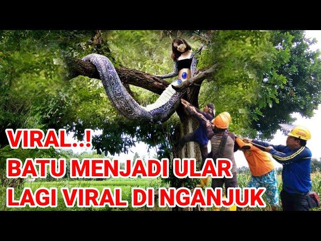 Gempar di Nganjuk..! Batu jadi ular lagi Viral di Nganjuk