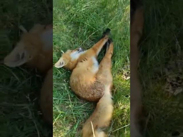 touch sleeping fox  #shorts