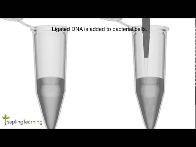 DNA Cloning