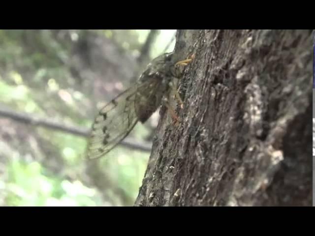 Cicada Sounds