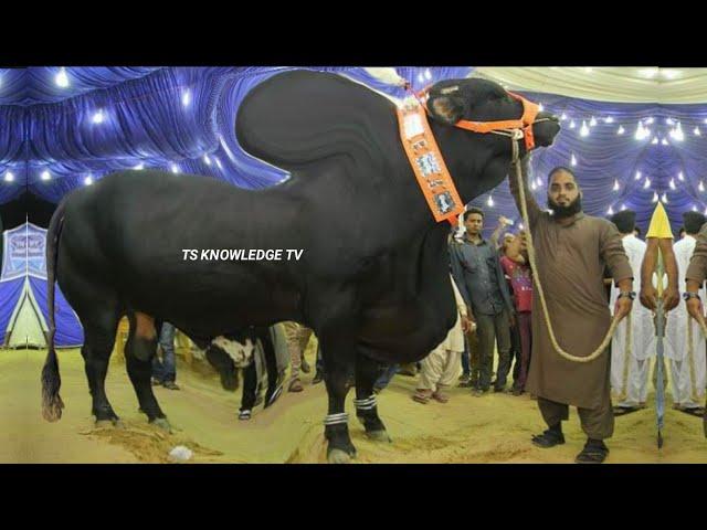 World Biggest Eid al-Adha Bulls of RJ Cattle Farm