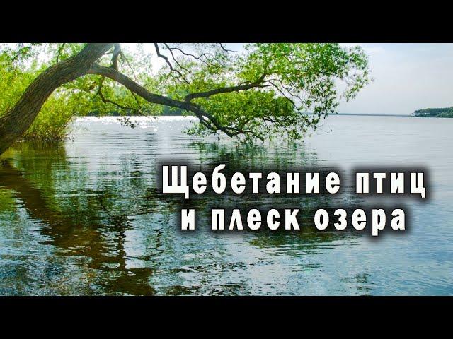 Отдохните на берегу озера под плеск спокойной воды и звуки птиц. 2 часа с природой.