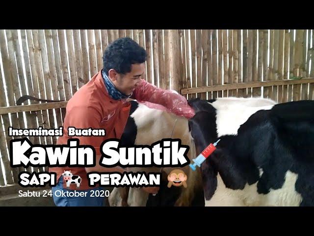 Inseminasi Buatan IB  / Kawin Suntik Sapi   Sapi Perah Perawan