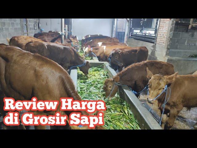 Review Harga Sapi di Grosir Sapi Haji Rudi terbaru bersama @megavlogsapi3409