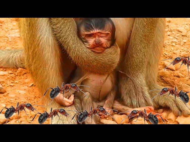 OMG!... What Happened baby Monkey?... Nice Nice Clip Video Monkey.. l Cute Monkey