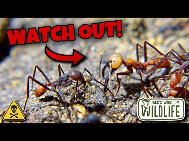 FINDING The DEADLIEST ANTS In SOUTH AMERICA!