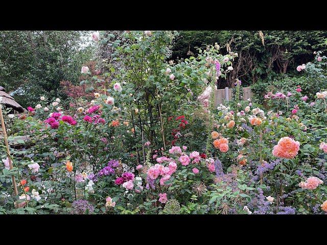 12 best Repeat Flowering David Austin Roses Part 2 (2023)
