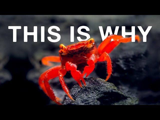  TOP 5 REASONS VAMPIRE CRABS DIE