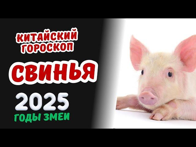 Свинья - Китайский гороскоп на 2025 год | Гороскоп по году рождения на 2025 год