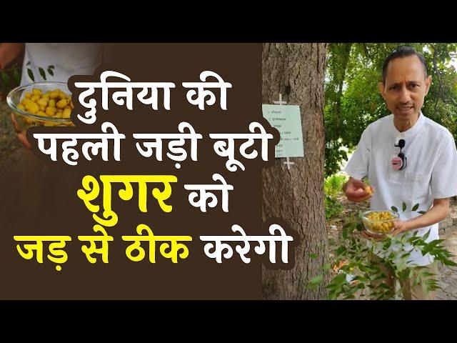 दुनिया की पहली जड़ी बूटी शुगर व अनेक रोगों को जड़ से ठीक करेगी Dr. Manoj Mittal