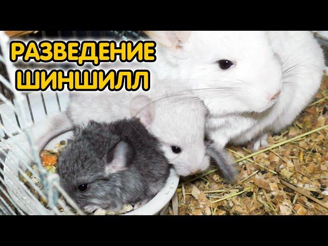 Шиншиллы – разведение и уход