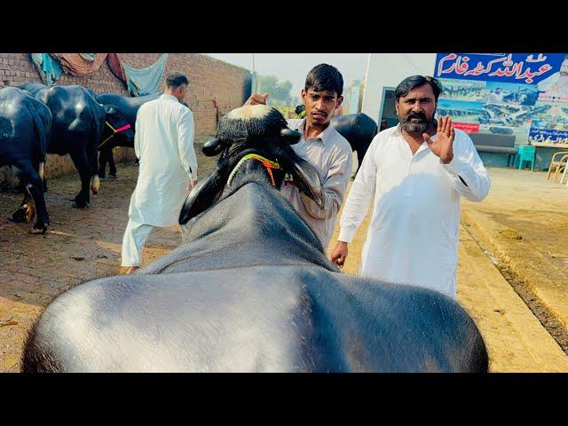 Biggest udder super nali ravi buffaloes in Nankana Punjab| Important Pure Nali Gabbon Jhotian