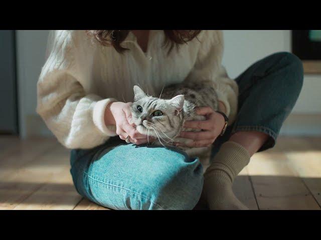 Whiskas campaign "Purr more"  by AMV BBDO