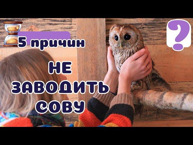 5 причин НЕ заводить СОВУ! Не мудрая Бестия :)