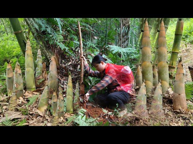 Harvest Bamboo Shoots to Sell - Meet an Abandoned Child & Lucky to Find His Mother