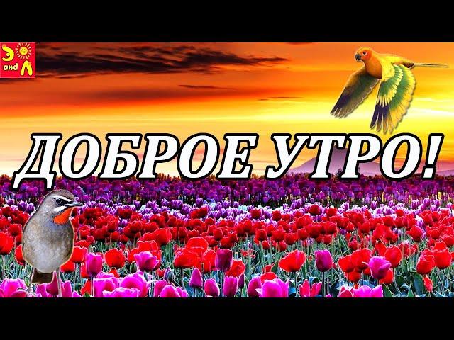 Доброе Утро! Красивое музыкальное пожелание с Добрым Утром! Видео Пожелание С Добрым Утром 2020