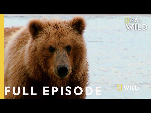 Grizzly Battleground (Full Episode) | Alaska's Grizzly Gauntlet