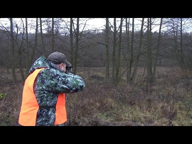 Загонная охота в Чехии, маньчжурский олень, (ноябрь 2012г.)  Hunting in the Czech Republic