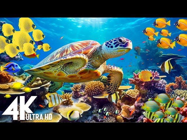 Under Red Sea 4K - Beautiful Coral Reef Fish in Aquarium, Sea Animals for Relaxation - 4K Video #58