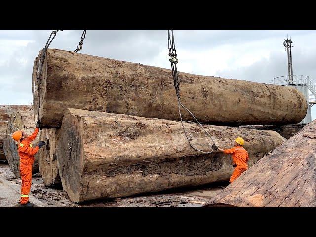 The World's Largest Wood Factory // Wood Trees Come From The Black Continent