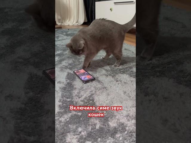 Вот так Сима реагирует на звук котят 