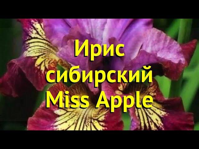 Ирис сибирский Мисс Эппл. Краткий обзор, описание характеристик iris sibirica Miss Apple