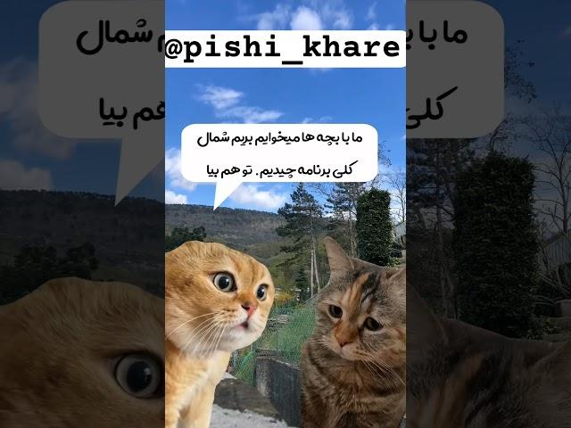 برنامت برای عید چیه؟کجا رو به گند بکشیم؟ #cat #animal #catlover #catty #explore #caty #funny