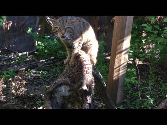 Rare Scottish wildcat kitten at Chester Zoo