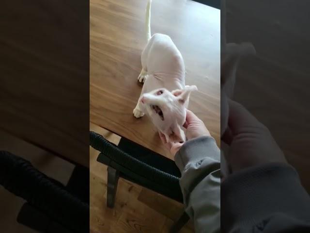 we have new visitor baldcat so amazing  #Hairlesscat #short #baldcat #sphynxcat #whitecat #catlovers