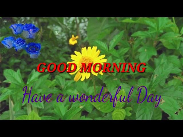 Good morning GIF