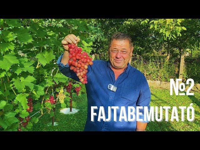 FAJTABEMUTATÓ - DINYKA, CIMUSZ ÉS A TÖBBI!!