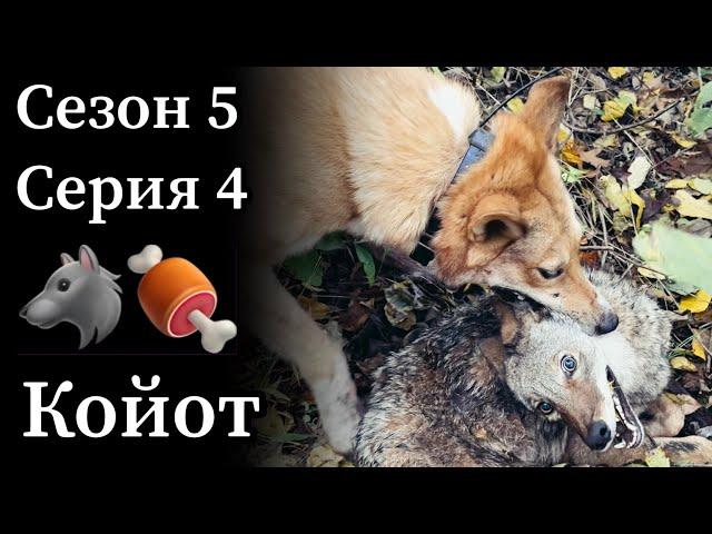 Лайки добыли койота. А мы его съели! Бон аппетит, чо!