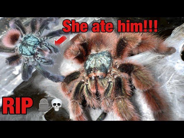 Tarantula breeding GONE WRONG!!!!!!! Caribena Versicolor male gets eaten