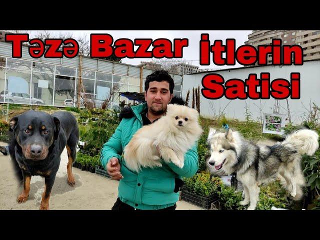 Teze Bazar İtlerin Satisi #tezebazar #elixezer