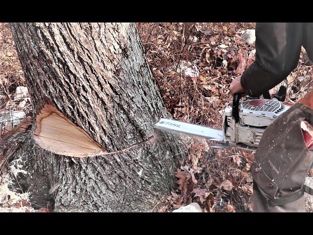 DANGEROUS TREES! Severe Lean, How to fell a tree with hard lean